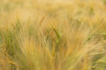 Golden wheat field with blur to the foreground and rear