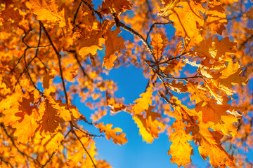 Fototapeta na wymiar Autumn leaves with blue sky background. Autumn foliage in the park..