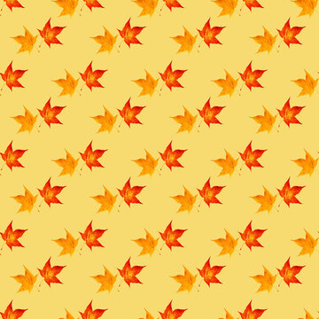 A pattern of yellow and red maple leaves is set against a yellow background. Autumn concept