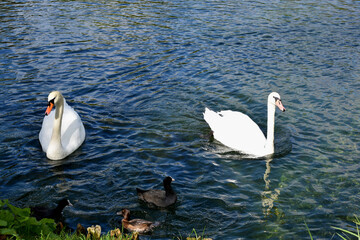 swans on the lake