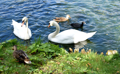 swans on the lake
