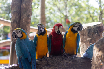 A Big bird macaw, one of the parrot species (Psittacidae), which colorful and beautiful