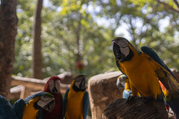 A Big bird macaw, one of the parrot species (Psittacidae), which colorful and beautiful