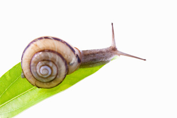 カタツムリ