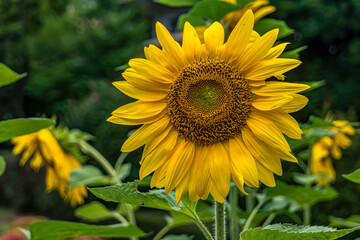 Obraz premium Sunflowers on the outskirts of Japan