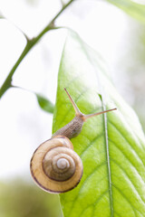 カタツムリ