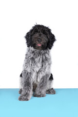 Schapendoes or Dutch Sheepdog isolated on a white background