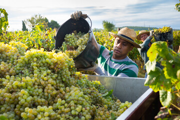Hispanic farm worker busy in vineyard during autumn harvest, loading freshly picked grapes in truck.
