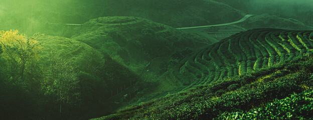green tea plantation landscape - obrazy, fototapety, plakaty