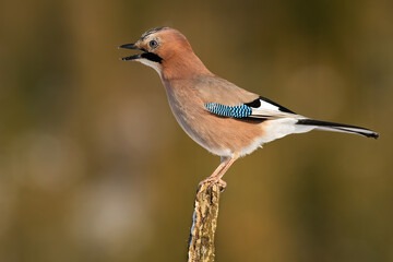 Angry eurasian jay, garrulus glandarius, singing on branch in autumn. Small feathered animal with blue stripe calling on bough. Brown bird screeching on twig.