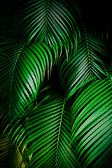 Deep green palm tree leaves on black background. Tropical background. 
