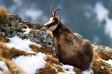 Tatra chamois, rupicapra rupicapra tatrica, lying on mountains in winter time. Wild goat resting on...