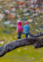 galah birds on a tree branch