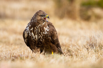 Fierce common buzzard, buteo buteo, screeching on field in autumn. Dominant bird of prey with spotted plumage sitting with open beak on dry field. Wild brown animal calling on grass.