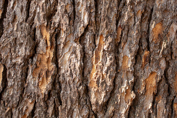 The cedar bark