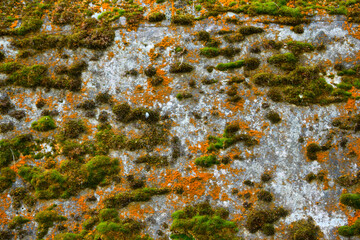 moss on stone