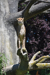 Zoo Dvůr Králové