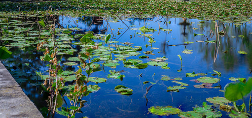 Day long exposure of a Pond in botanical gardens Sydney Australia