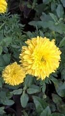 Tagetes, zhendu flower, Marigold, orange and yellow color flower plant