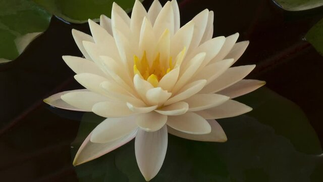 Timelapse of white lotus water lily flower opening in pond, waterlily blooming