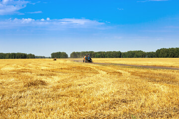 Fototapeta premium Harvesting in autumn, wheat fields, tractor driving on field road. Harvest time.