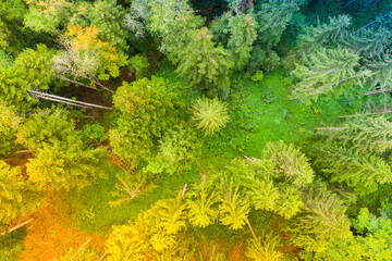 Aerial view  forest