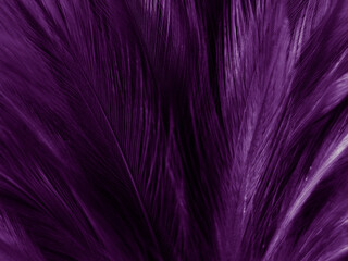 Beautiful abstract pastel purple feathers on dark background, black feather frame texture on purple background, dark feather, black banners