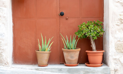 Fototapeta na wymiar Succulent plants on a doorstep