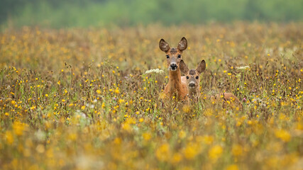 Two roe deer, capreolus capreolus, standing in wildflowers in summertime. Wild mammal family looking to the camera in colorful flowers. Brown antlered animals watching in fresh field. © WildMedia