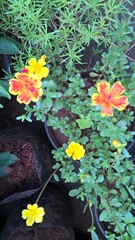 Scenic view of orange and yellow shade color flowers and plant