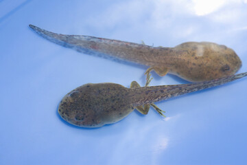 オタマジャクシ