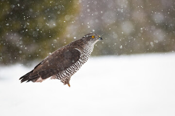Northern goshawk, accipiter gentilis, sitting on snow in wintertime nature. Wild bird of prey looking aside on white meadow with copy space.