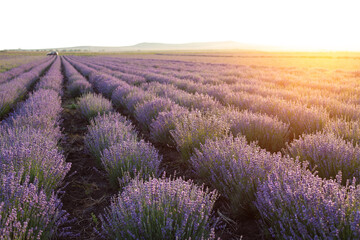 Fototapeta na wymiar Blooming violet lavender field on sunset sky.