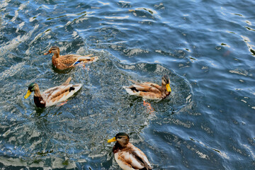 ducks in the water