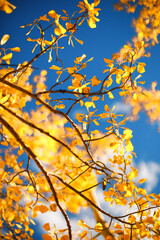 Naklejka na ściany i meble Golden leaves against the blue sky. Autumn background. Fall season.