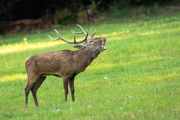 Proud red deer, cervus elaphus, roaring on meadow in rutting season. Territorial stag calling on green field in autumn. Wild magnificent mammal standing on pasture in fall.