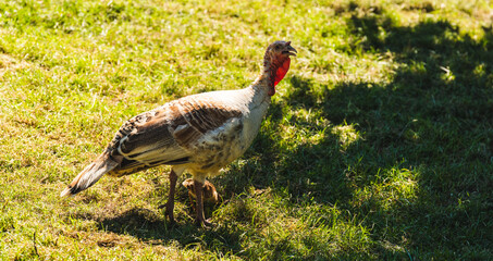 Wild Turkey on a field on summer day