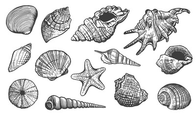Sea shells vector set. Shell hand drawn illustration. Realistic nature ocean aquatic mollusk 