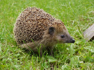 Igel Nahaufnahme