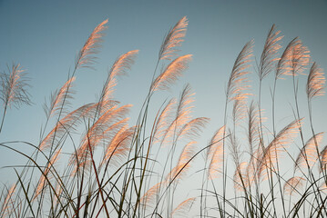 Flow of grass flowers in early morning sky background. Quiet and calm image in zen mood. Spring and...