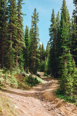 Colorado trail among the pine tree forest. Hiking and off road trail near the mountains. Summer outdoor activities.