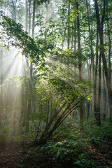 świetlisty las bukowy