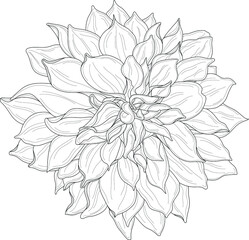 Realistic dahlia flower template. Cartoon peony vector illustration in black and white for games, background, pattern, decor. Print for fabrics and other surfaces. Coloring paper, page, story book