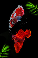 Siamese fighting fish on a black background with green algae.