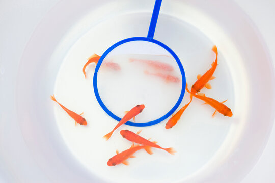 1 815 Best 金魚すくい Images Stock Photos Vectors Adobe Stock