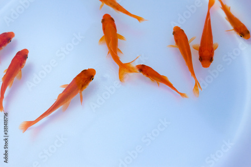 金魚すくい 1 Poster 1 1 Posters Wallsheaven Paylessimages 金魚すくい 1 Poster 1 1 Posters Wallsheaven Paylessimages