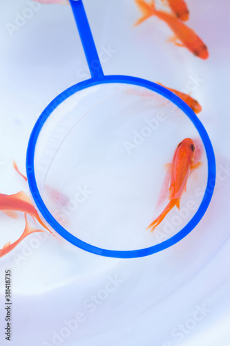金魚すくい 1 Poster 1 1 Posters Wallsheaven Paylessimages