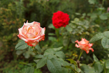 Buds of pink and red roses with blurred green natural background.