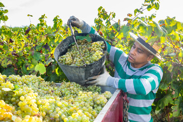Naklejka na ściany i meble Latin american farmer working in vineyard during harvest of grapes, filling truck with gathered berries.