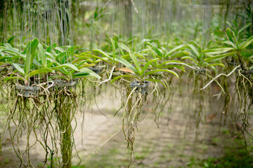rice field